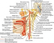 nervo-hipoglosso-6