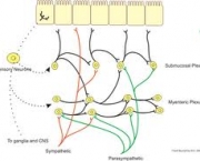 neuro-ativos-peptideos-3