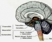 neuro-ativos-peptideos-4