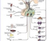 neuro-ativos-peptideos-6