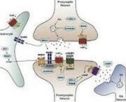 neurotransmissores-importantes-4