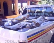 noticia-mais-recente-de-piracema-2