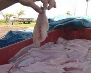 noticia-mais-recente-de-piracema-4
