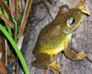 novos-animais-amazonia-3.jpg