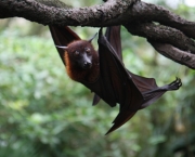 o-mundo-dos-morcegos-10