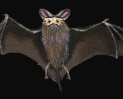 o-mundo-dos-morcegos-11