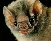 o-mundo-dos-morcegos-12