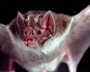 o-mundo-dos-morcegos-13