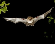 o-mundo-dos-morcegos-14