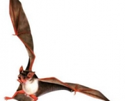 o-mundo-dos-morcegos-15