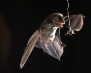o-mundo-dos-morcegos-2