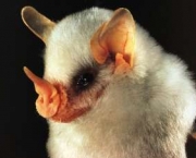 o-mundo-dos-morcegos-4