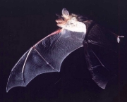 o-mundo-dos-morcegos-7