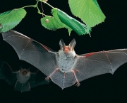 o-mundo-dos-morcegos-8