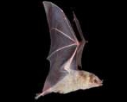 o-mundo-dos-morcegos-9