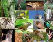 o-que-e-biodiversidade-3