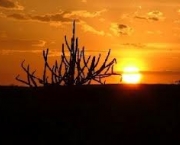 o-que-e-fundo-da-caatinga-2
