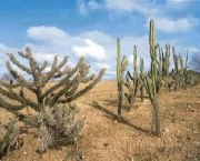 o-que-e-fundo-da-caatinga-3