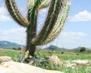 o-que-e-fundo-da-caatinga-4