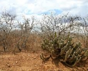 o-que-e-fundo-da-caatinga-5