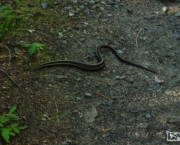 O Que Fazer ao Encontrar Uma Cobra (3)