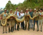 O Que Fazer ao Encontrar Uma Cobra (5)