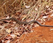 O Que Fazer ao Encontrar Uma Cobra (6)