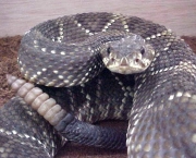 O Que Fazer ao Encontrar Uma Cobra (10)