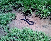 O Que Fazer ao Encontrar Uma Cobra (15)