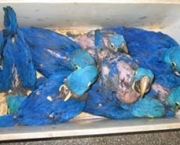 o-trafico-de-animais-12