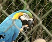 o-trafico-de-animais-13