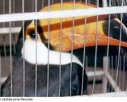 o-trafico-de-animais-15