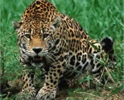 o-trafico-de-animais-7