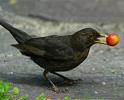 o-trafico-de-animais-9