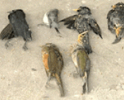 trafico-de-animais