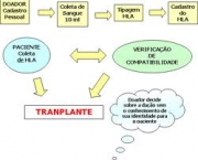 o-transplante-e-a-doacao-de-medula-ossea-1