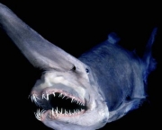O tubarão duende (1)