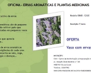 onde-comprar-ervas-plantas-medicinais-13