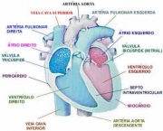 os-hepatoprotetores-e-seus-desafios-11