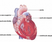 os-hepatoprotetores-e-seus-desafios-12