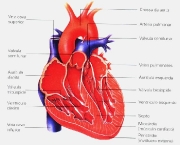 os-hepatoprotetores-e-seus-desafios-2