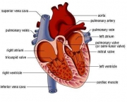 os-hepatoprotetores-e-seus-desafios-20