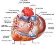 os-hepatoprotetores-e-seus-desafios-28