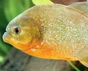 os-peixes-urinam-1