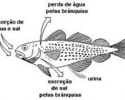 os-peixes-urinam-3
