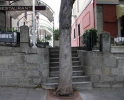 Árvore no Caminho