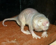 Os ratos toupeira pelados (2)
