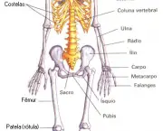 ossos-do-corpo-humano-1