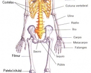 ossos-do-corpo-humano-1