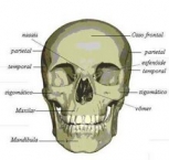 ossos-do-corpo-humano-12